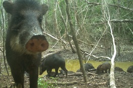 PIGS IN TROUBLE: Scientists Document Collapse of Central America's White-Lipped Peccary